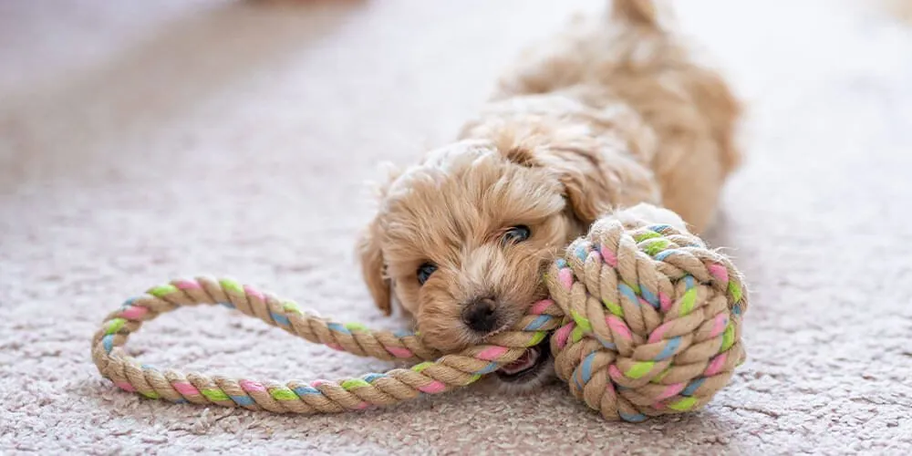 Puppy Playing With Rope
