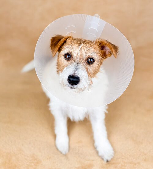 Dog in cone after surgery