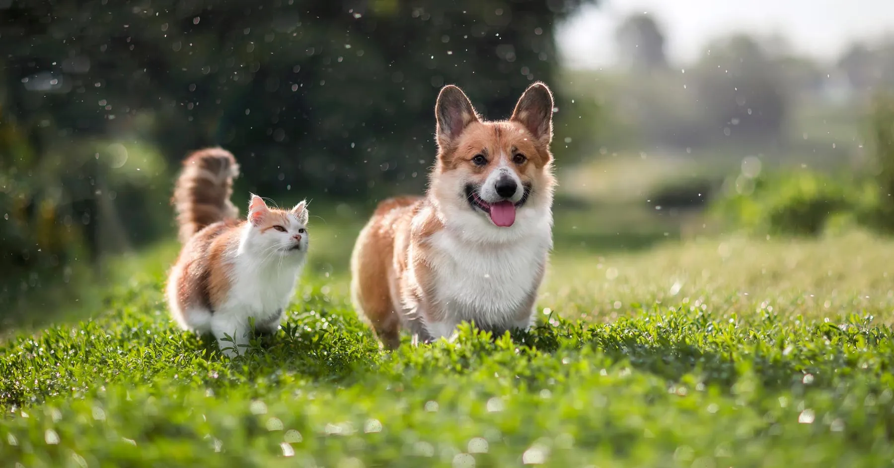 Our Vet Team in Lindenhurst, IL Lindenhurst Animal Hospital