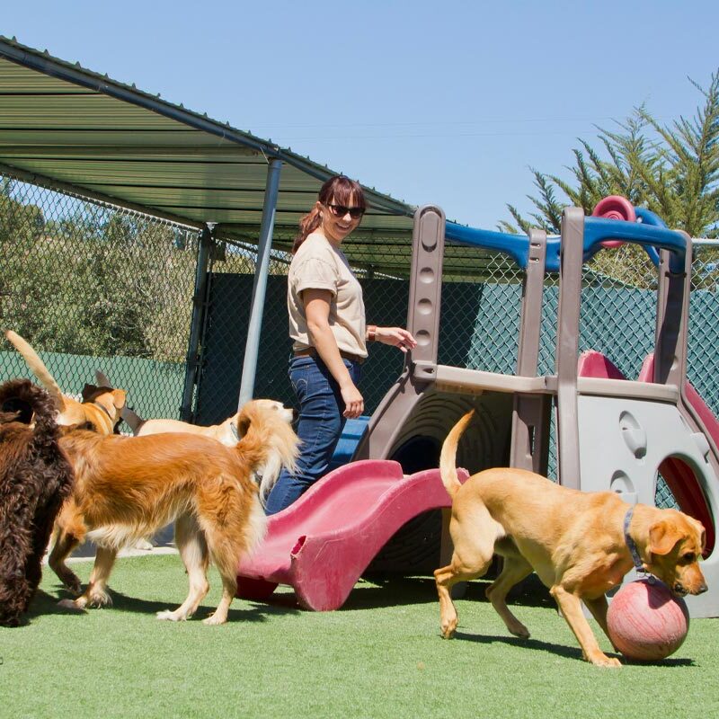 Boarding Dogs Playing Outside On Playset
